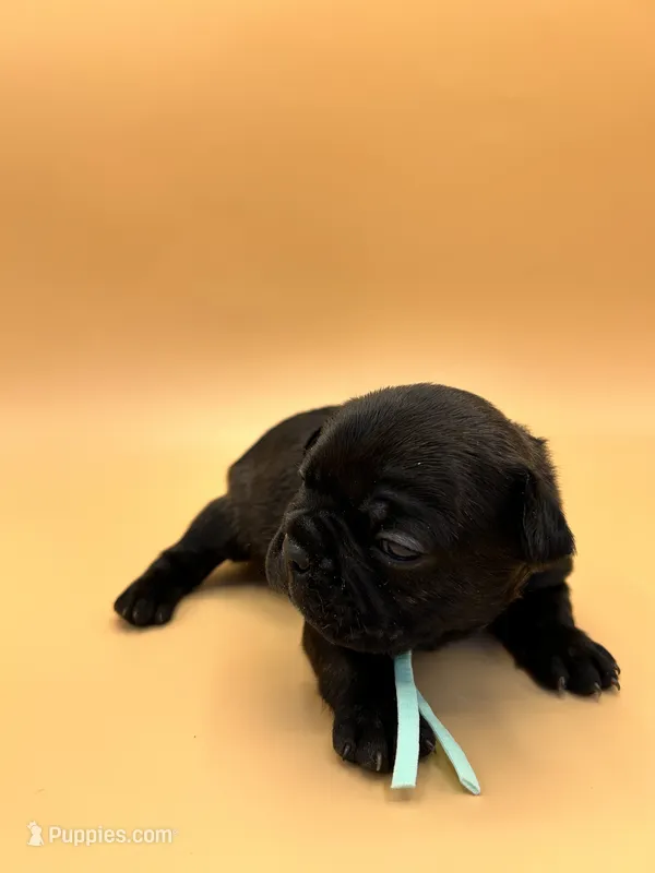 Teal – French Bulldog puppy for sale in Fresno, CA