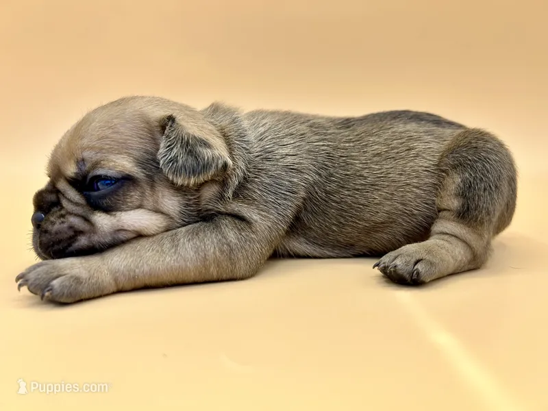 Yellow Collar  – French Bulldog puppy for sale in Fresno, CA