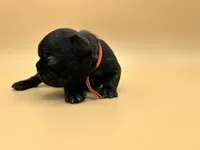 Orange Collar MALE, a male French Bulldog for sale in Fresno, CA – 6 of 6