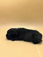 Teal, a female French Bulldog for sale in Fresno, CA – 6 of 10