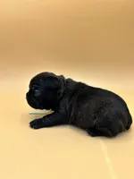 Teal, a female French Bulldog for sale in Fresno, CA – 5 of 10