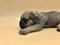 Yellow Collar , a male French Bulldog for sale in Fresno, CA – 2 of 5