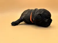 Orange Collar MALE, a male French Bulldog for sale in Fresno, CA – 4 of 6