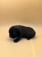 Teal, a female French Bulldog for sale in Fresno, CA – 4 of 10
