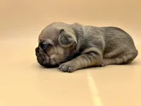 Yellow Collar , a male French Bulldog for sale in Fresno, CA – 4 of 5