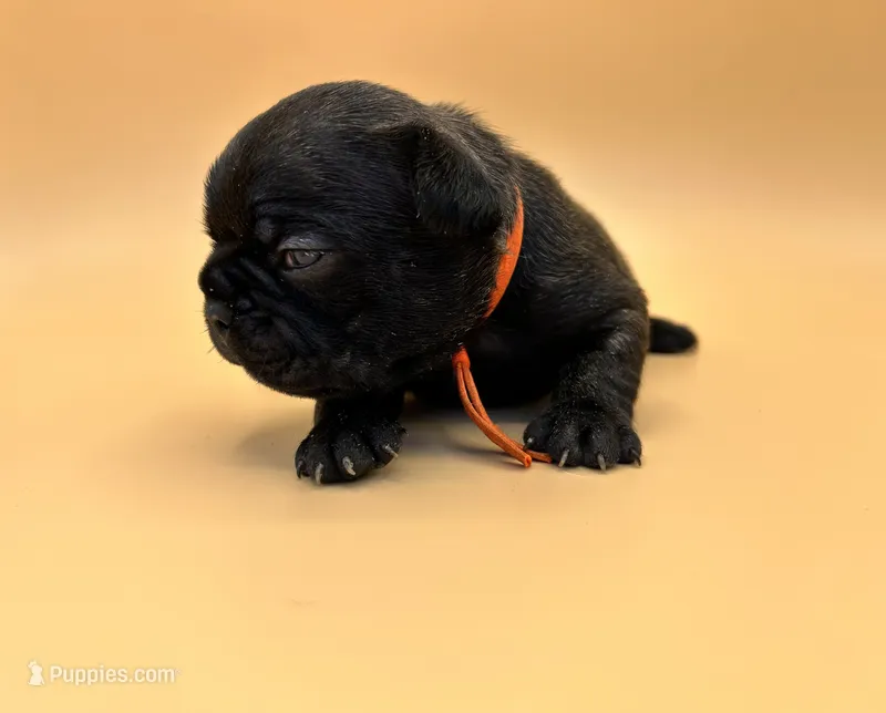 Orange Collar MALE – French Bulldog puppy for sale in Fresno, CA