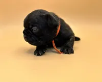 Orange Collar MALE, a male French Bulldog for sale in Fresno, CA – 1 of 6
