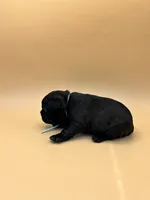 Teal, a female French Bulldog for sale in Fresno, CA – 3 of 10
