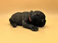 Orange Collar MALE, a male French Bulldog for sale in Fresno, CA – 3 of 6