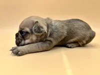 Yellow Collar , a male French Bulldog for sale in Fresno, CA – 3 of 5
