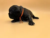 Orange Collar MALE, a male French Bulldog for sale in Fresno, CA – 5 of 6