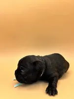 Teal, a female French Bulldog for sale in Fresno, CA – 7 of 10