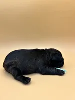 Teal, a female French Bulldog for sale in Fresno, CA – 9 of 10