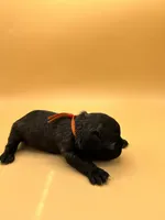Orange Collar MALE, a male French Bulldog for sale in Fresno, CA – 2 of 6