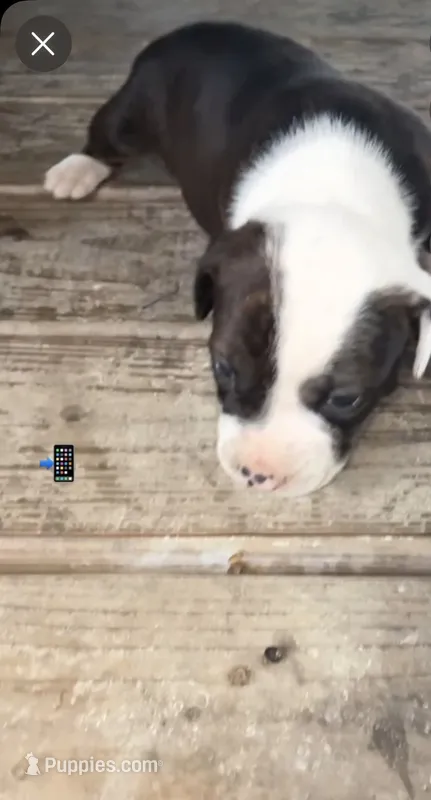 American bully x American pitbull  – American Bully, American Pit Bull Terrier puppy for sale in Napoleonville, LA