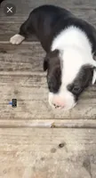 American bully x American pitbull , a male American Bully and American Pit Bull Terrier for sale in Napoleonville, LA – 1 of 1