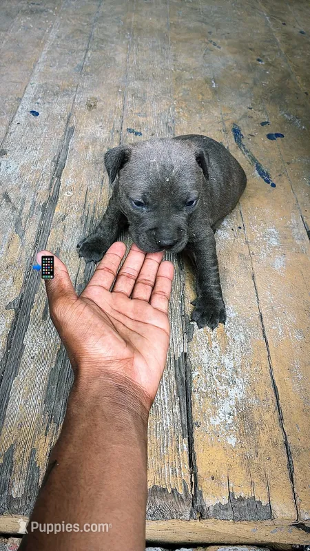 American bully x American pitbull – American Bully, American Pit Bull Terrier puppy for sale in Napoleonville, LA