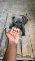 American bully x American pitbull, a male American Bully and American Pit Bull Terrier for sale in Napoleonville, LA – 1 of 1