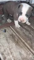 American pitbull x American bully, a male American Bully and American Pit Bull Terrier for sale in Napoleonville, LA – 1 of 1