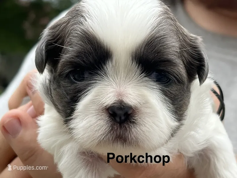 Porkchop  – Shih Tzu puppy for sale in Bloomfield, IN