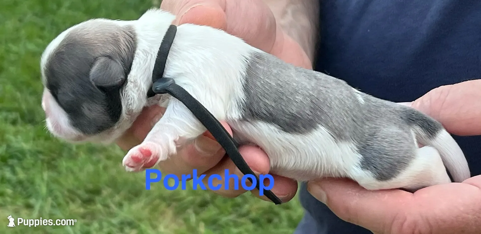 Porkchop , a male Shih Tzu for sale in Bloomfield, IN – 2 of 5
