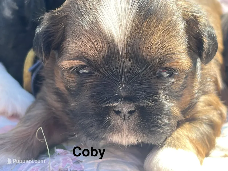 Coby  – Shih Tzu puppy for sale in Bloomfield, IN