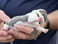 Porkchop , a male Shih Tzu for sale in Bloomfield, IN – 5 of 5