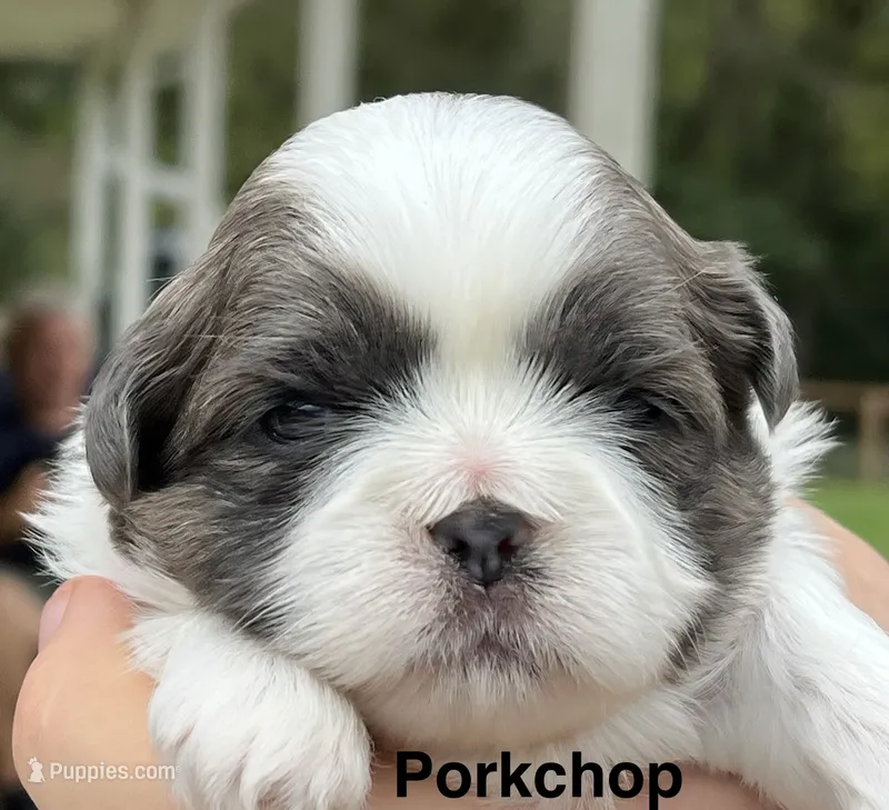 Porkchop  – Shih Tzu puppy for sale in Bloomfield, IN