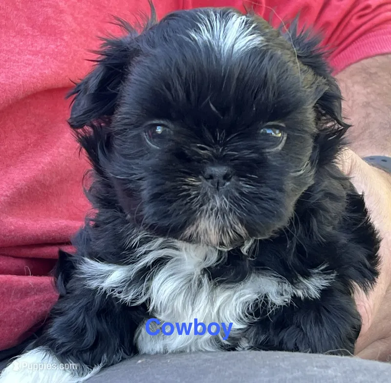 Cowboy  – Shih Tzu puppy for sale in Bloomfield, IN