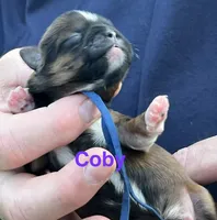 Coby , a male Shih Tzu for sale in Bloomfield, IN – 4 of 4