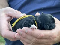 Cowboy , a male Shih Tzu for sale in Bloomfield, IN – 5 of 5