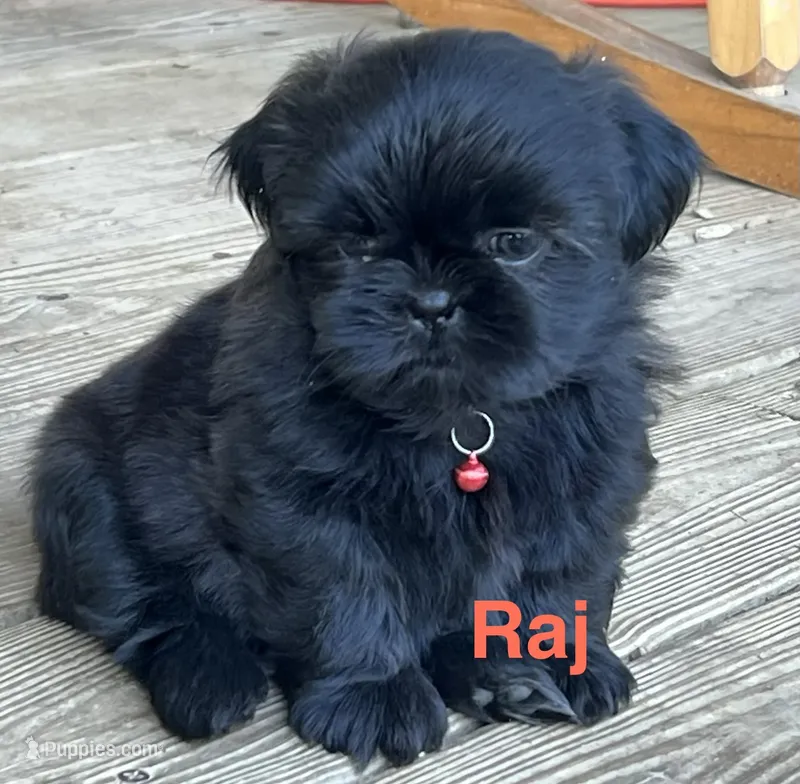 Raj – Shih Tzu puppy for sale in Bloomfield, IN