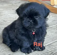 Raj, a male Shih Tzu for sale in Bloomfield, IN – 2 of 2