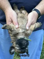 Howard, a male Shih Tzu for sale in Bloomfield, IN – 1 of 3