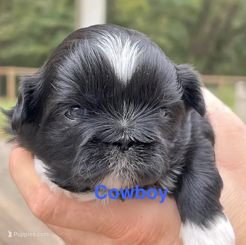 Cowboy  – Shih Tzu puppy for sale in Bloomfield, IN