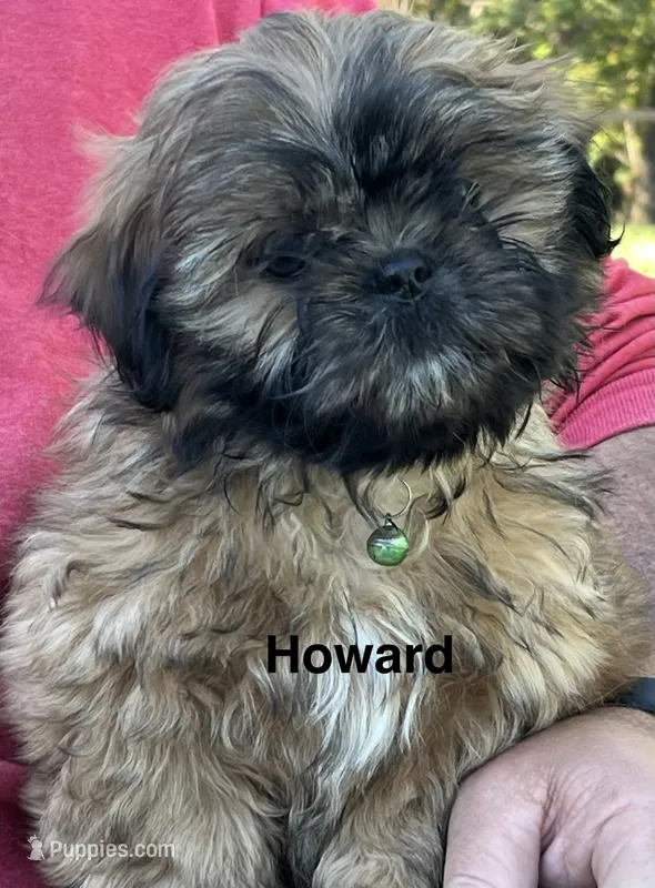 Howard – Shih Tzu puppy for sale in Bloomfield, IN