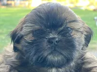 Howard, a male Shih Tzu for sale in Bloomfield, IN – 3 of 3