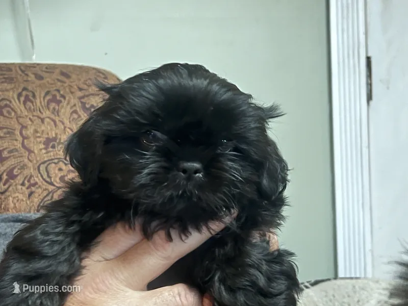 Leonard – Shih Tzu puppy for sale in Bloomfield, IN
