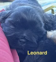 Leonard, a male Shih Tzu for sale in Bloomfield, IN – 3 of 4