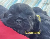 Leonard, a male Shih Tzu for sale in Bloomfield, IN – 4 of 4