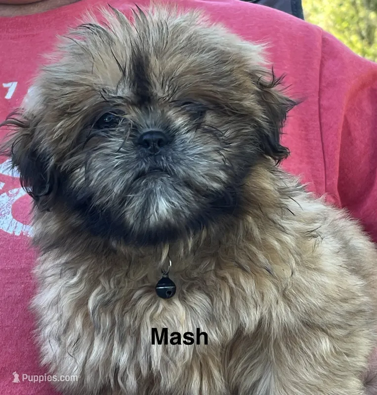 Mash – Shih Tzu puppy for sale in Bloomfield, IN