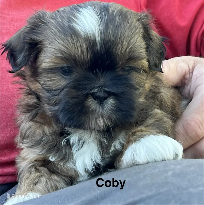 Coby  – Shih Tzu puppy for sale in Bloomfield, IN