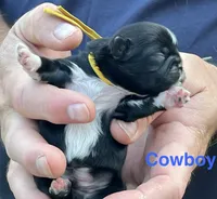 Cowboy , a male Shih Tzu for sale in Bloomfield, IN – 3 of 5