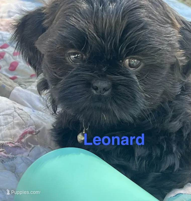 Leonard – Shih Tzu puppy for sale in Bloomfield, IN