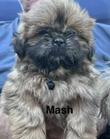 Mash, a male Shih Tzu for sale in Bloomfield, IN – 1 of 2