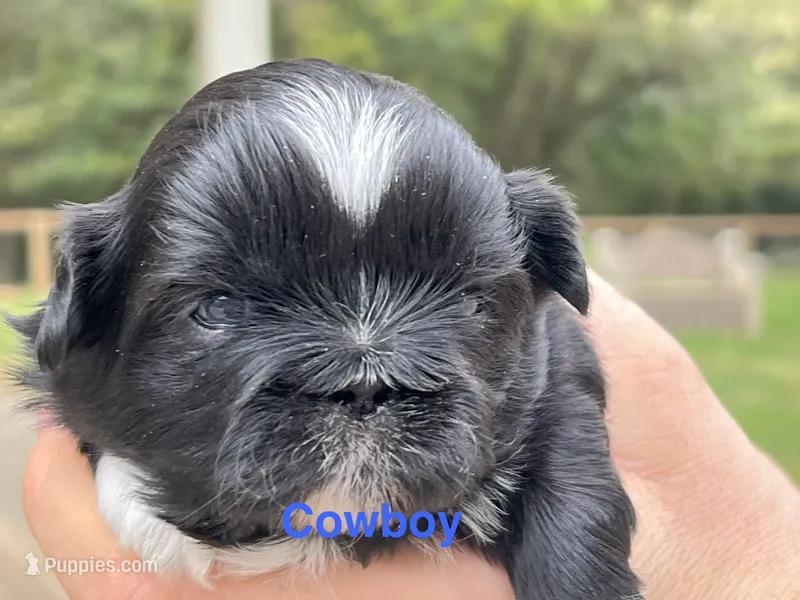 Cowboy  – Shih Tzu puppy for sale in Bloomfield, IN