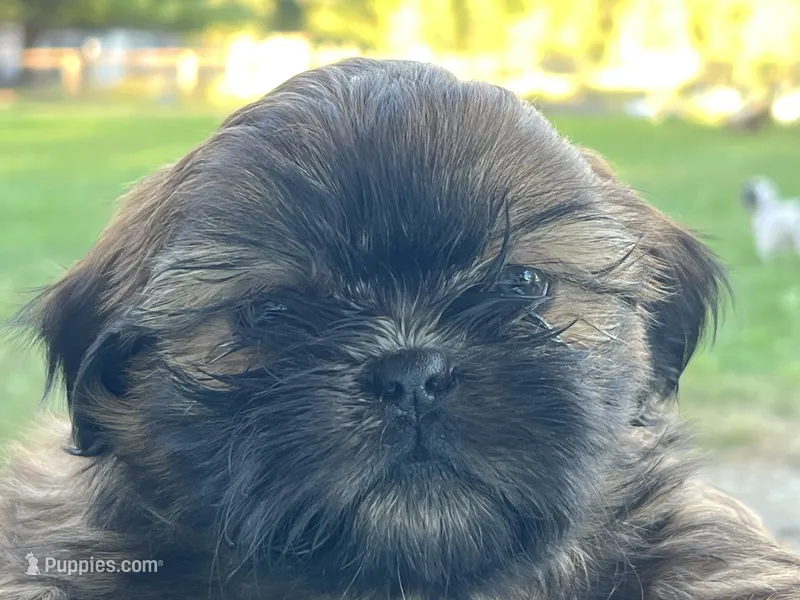 Howard – Shih Tzu puppy for sale in Bloomfield, IN