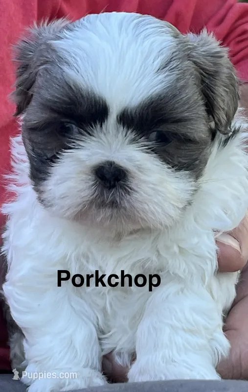 Porkchop  – Shih Tzu puppy for sale in Bloomfield, IN