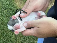 Porkchop , a male Shih Tzu for sale in Bloomfield, IN – 1 of 5