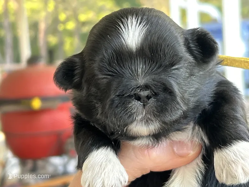 Cowboy  – Shih Tzu puppy for sale in Bloomfield, IN